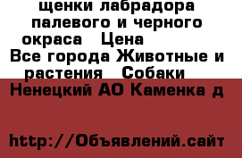 щенки лабрадора палевого и черного окраса › Цена ­ 30 000 - Все города Животные и растения » Собаки   . Ненецкий АО,Каменка д.